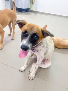 Clover  - Mixed Breed Dog