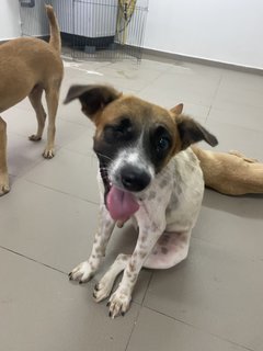 Clover  - Mixed Breed Dog