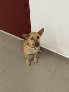 Simba  - Mixed Breed Dog