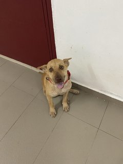 Simba  - Mixed Breed Dog