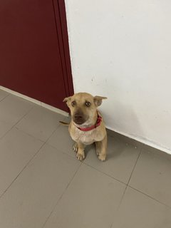 Simba  - Mixed Breed Dog