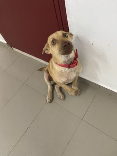 Simba  - Mixed Breed Dog