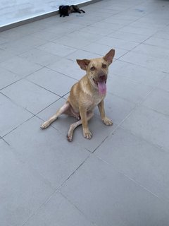 Simba  - Mixed Breed Dog