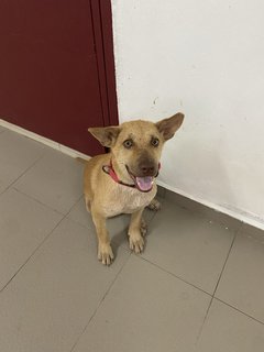 Simba  - Mixed Breed Dog