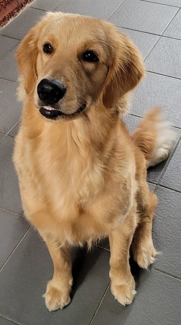 Chino - Golden Retriever Dog