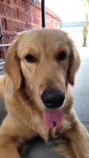 Chino - Golden Retriever Dog