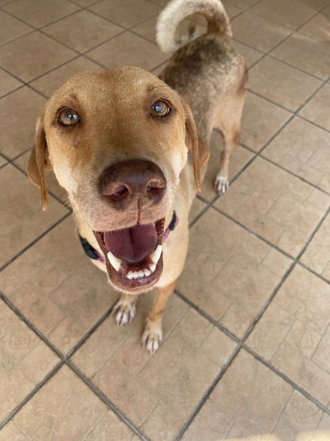 Lucky  - Mixed Breed Dog