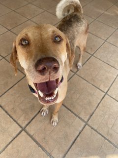 Lucky  - Mixed Breed Dog