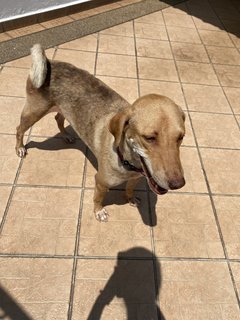 Lucky  - Mixed Breed Dog