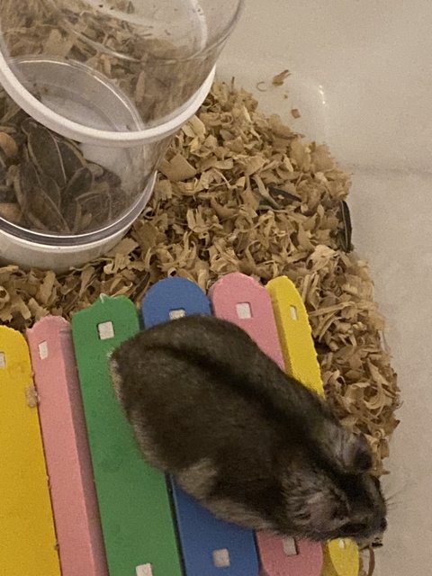 Nugget - Common Hamster Hamster