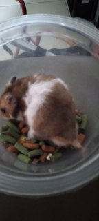 2 Little Brothers Hamster - Syrian / Golden Hamster Hamster