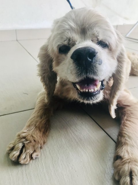 Daisy - Cocker Spaniel Dog