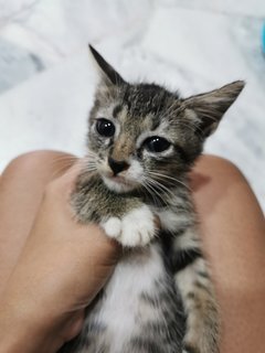 Spiky - Domestic Short Hair Cat