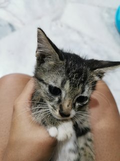 Spiky - Domestic Short Hair Cat