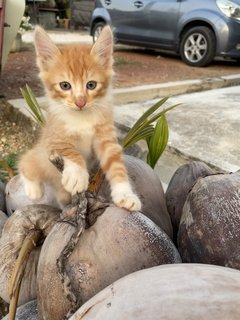 Yuki - Domestic Medium Hair + Domestic Short Hair Cat