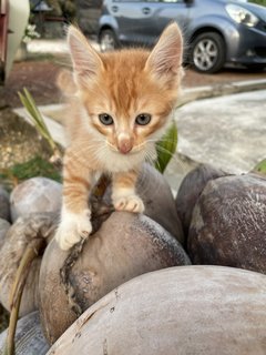 Yuki - Domestic Medium Hair + Domestic Short Hair Cat