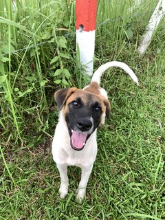 Steve - Mixed Breed Dog