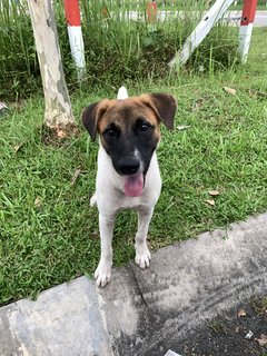 Steve - Mixed Breed Dog