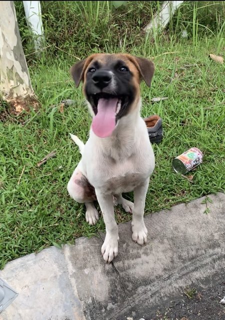 Steve - Mixed Breed Dog