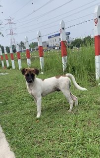 Steve - Mixed Breed Dog