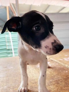 Toby - Pointer Mix Dog