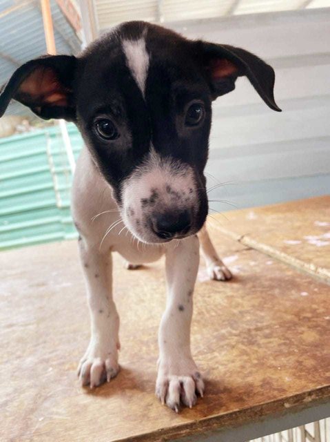 Toby - Pointer Mix Dog