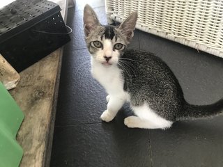 Maskie (With Tora) - Domestic Short Hair Cat