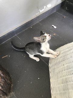 Maskie (With Tora) - Domestic Short Hair Cat