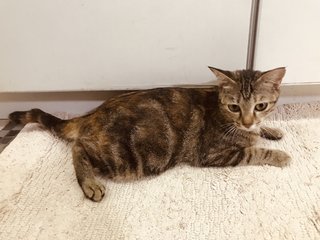 Spice - Domestic Short Hair Cat