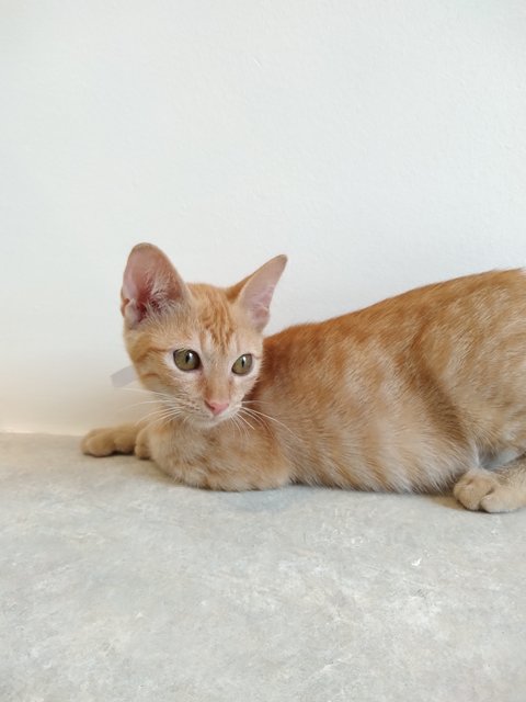 Romeo - Domestic Short Hair Cat