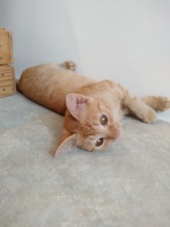 Romeo - Domestic Short Hair Cat