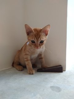 Romeo - Domestic Short Hair Cat