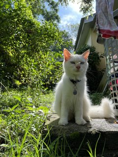 Anne - Domestic Long Hair Cat