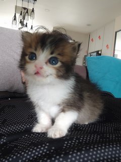 Sparky - Domestic Medium Hair Cat