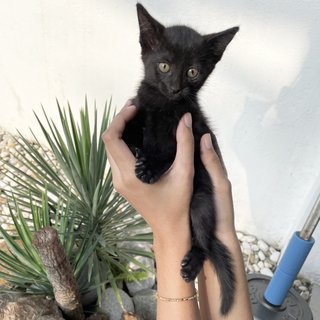 Blackie  - Domestic Short Hair Cat