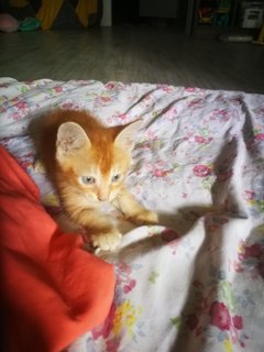 Black Tabby, Red Tabby  - Domestic Short Hair Cat