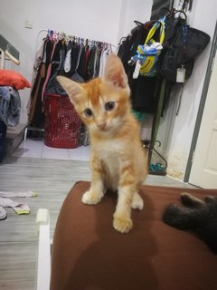 Black Tabby, Red Tabby  - Domestic Short Hair Cat