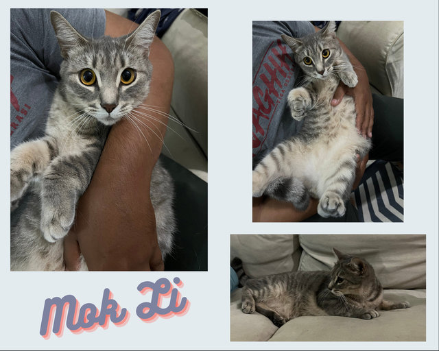 Mok Li , Puteh , Patah , Motto , Buncit  - Domestic Medium Hair + Domestic Short Hair Cat