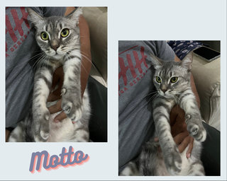 Mok Li , Puteh , Patah , Motto , Buncit  - Domestic Medium Hair + Domestic Short Hair Cat