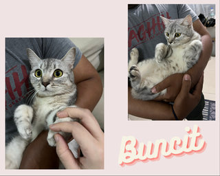 Mok Li , Puteh , Patah , Motto , Buncit  - Domestic Medium Hair + Domestic Short Hair Cat