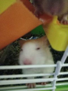 Snowman - Syrian / Golden Hamster Hamster