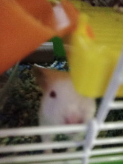 Snowman - Syrian / Golden Hamster Hamster