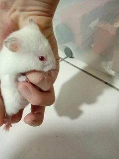 Snowman - Syrian / Golden Hamster Hamster