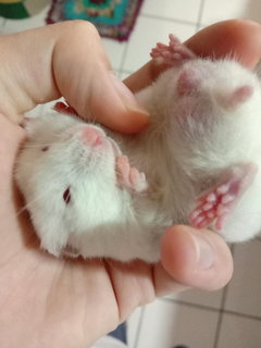 Snowman - Syrian / Golden Hamster Hamster