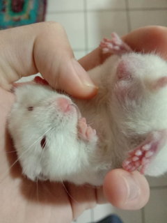 Snowman - Syrian / Golden Hamster Hamster