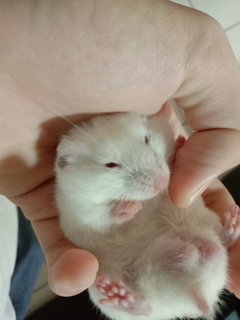 Snowman - Syrian / Golden Hamster Hamster