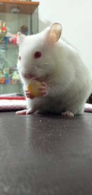 Snowman - Syrian / Golden Hamster Hamster