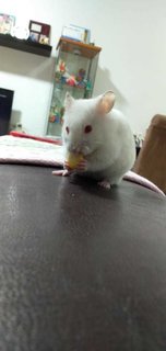 Snowman - Syrian / Golden Hamster Hamster