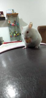 Snowman - Syrian / Golden Hamster Hamster