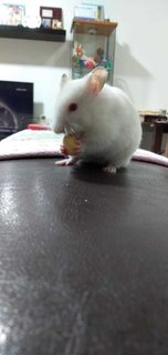 Snowman - Syrian / Golden Hamster Hamster